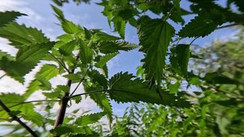 Macro movement between green nettle plants video