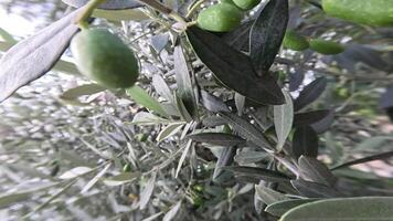 Macro shift between green olives and leaves video