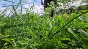 Moving between green plants that bloom in summer video