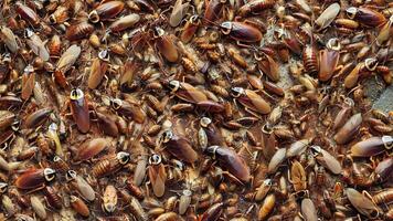 A Dense Crowd of Brown Beetles Crawling on a Surface Stunning Macro Photography video