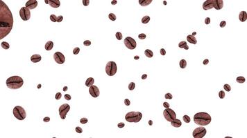 Seed contained in the berries of plants of the genus Coffea video