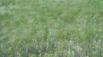 Green barley field surface in strong wind video