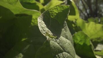 Grasshopper camouflages itself on the leaf of the same color video