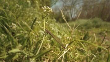 Beautiful dragonfly with wings and long tail standing on the trunk of the plant video