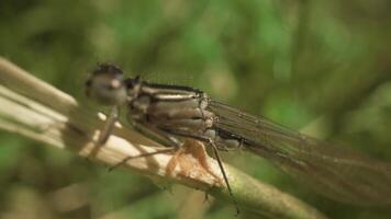 Macro of the standing dragonfly looking into the camera with its round eyes video