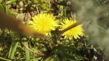Yellow dandelion and round dandelion video
