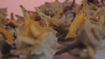 Sea shells on the table video