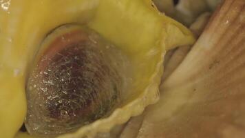 Murex close-up on the shell video