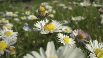 Fly sitting on the blooming daisy video