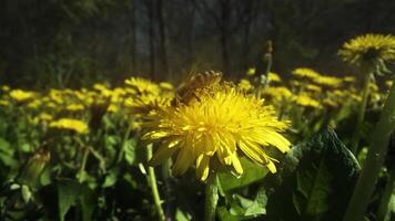 Dandelion field and bee on one of them video