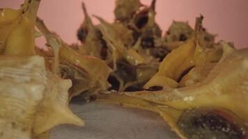 Pile of Murex inside their shells video