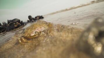 Shell of the dead crab on the beach video