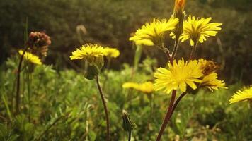 Dandelion plants blowing in the wind in the sunshine video