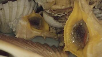 Macro shot of live shells and molluscs video