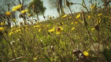 Field of yellow dandelions in the sunshine video