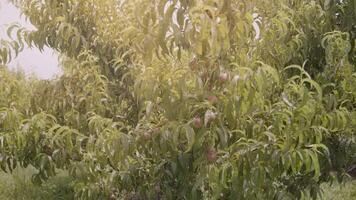 Peach trees with lush leaves and ripe fruits grow in orchard video