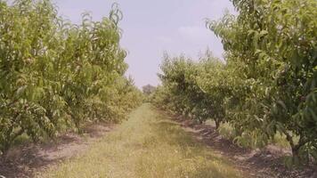 Grassy aisle between lush peach trees growing in rows video
