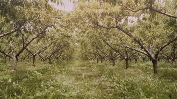 Grassy aisle with peach trees growing in rows in orchard video