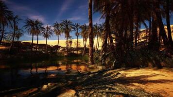Lush palms by a tranquil oasis at dusk with sandy dunes in the background video