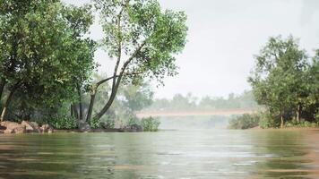 Serene riverside view with lush trees and a distant bridge on a misty morning video