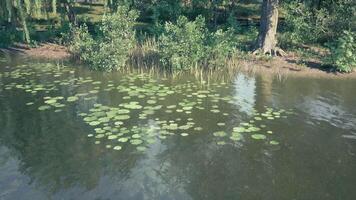 Lily pads on calm water in a peaceful daytime setting video