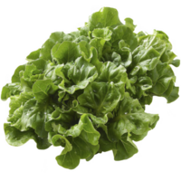 Green leaf lettuce isolated on a transparent background png