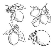 Hand drawn etching lemon with leaves and flower set. Fruit tree branch in sketch style, whole fresh citrus. black and white drawing isolated on white vector