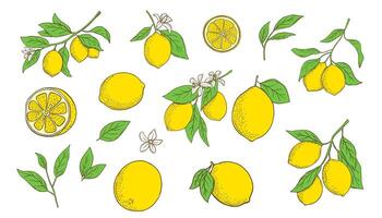 Hand drawn lemon branch and slice. Fruit in flat style, whole fresh citrus isolated on white background vector