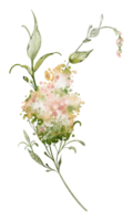 Watercolor Blooming Twig with small inflorescences. Botanical element meadowsweet on isolated background for wedding invitations or greeting cards. Hand drawn sketch of plant. png