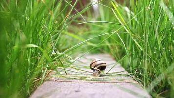 Snail crawl on a wooden board that lies in the tall grass. video