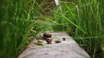 Snails crawl on a wooden board that lies in the tall grass. video