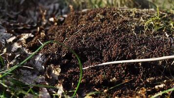 Ants build their anthill in the spring. The work and life of ants after winter. video