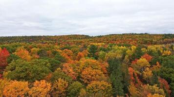 Aerial shot of a forested mountain in autumn video
