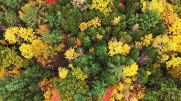 Top view of autumn trees, drone shot video