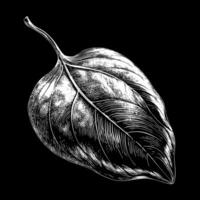 Detailed Black and White Leaf Illustration with Intricate Texture on Dark Background vector
