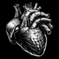 Detailed Monochrome Anatomical Heart Illustration on Black Background vector