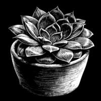 Hand Drawn Monochrome Succulent Illustration in a Pot on a Black Background vector