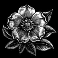 Vintage Black and White Botanical Illustration of a Flower with Detailed Line Art vector