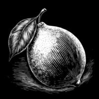 Hand Drawn Lemon Illustration on Black Background Vintage Botanical Art vector