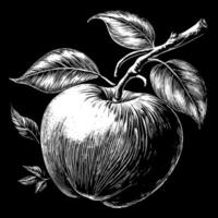A black and white drawing of an apple with a leaf on top vector