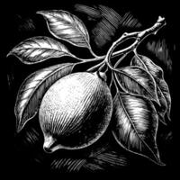 A drawing of a lemon with a leaf on it vector
