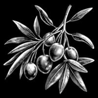 A drawing of a tree with leaves and fruit vector
