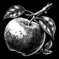 A black and white drawing of an apple with a leaf on it vector