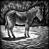 Monochrome Zebra Illustration in Woodcut Style on Textured Background vector