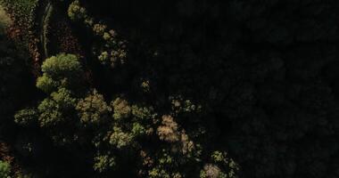 Aerial view of forest with trees and green grass video