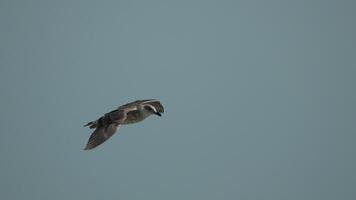 Seagull Bird Flight Sky - A close-up image of a seagull in flight against a blue sky. video