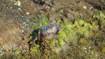 Crab Rock Algae Close-up of a crab on a rocky shore covered in algae. video