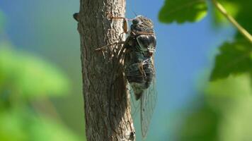 A cicada sits on a tree at summer, closeup shot. Singing loudly to call the female. Intense buzzing of cicadas. Cicada Lyristes plebejus. Selective focus video