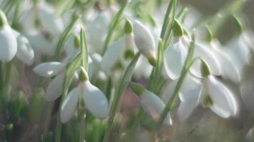 Bee pollinates snowdrop during early spring in forest. Snowdrops, flower, spring. Honey bee, Apis mellifera visiting first snowdrops on early spring, signaling end of winter. Slow motion, close up video