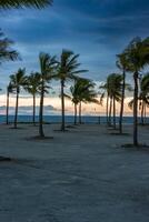 Palm trees on the beach with beautiful clouds photo